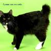 AlexAx75